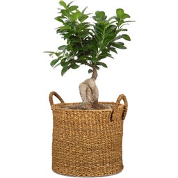 Scheurich Seagrass Planter - Ø 37 cm