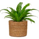 Scheurich Seagrass Planter - Ø 17 cm