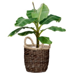 Scheurich Water Hyacinth Wicker Planter, Brown - Ø 34 cm