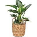 Scheurich Water Hyacinth Wicker Planter - Nature - Ø 34 cm