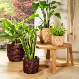 Scheurich Water Hyacinth Wicker Planter - Nature - Ø 34 cm