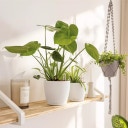 Lechuza CLASSICO Color 12 Planter - white