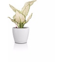 Lechuza CLASSICO Color 12 Planter - white