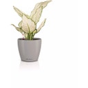 Lechuza CLASSICO Color 12 Planter - sand brown