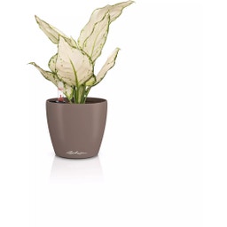 Lechuza CLASSICO Color 12 Planter - nutmeg