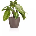 Lechuza CLASSICO Color 14 Planter - nutmeg