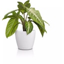 Lechuza CLASSICO Color 14 DECO Planter - white