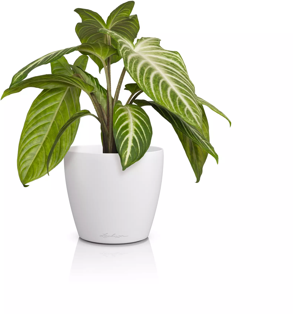 Lechuza Jardinière CLASSICO Color 14 DECO - blanc