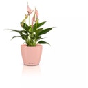 Lechuza CLASSICO Color 10 DECO Planter - magnolia