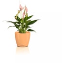 Lechuza CLASSICO Color 10 DECO Planter - papaya