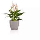 Lechuza Plantenbak CLASSICO Color 10 DECO - Zandbruin