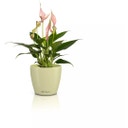 Lechuza CLASSICO Color 10 DECO Planter - lime tree