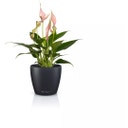 Lechuza CLASSICO Color 10 DECO Planter - slate grey