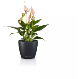 Lechuza CLASSICO Color 10 DECO Planter - slate grey