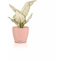 Lechuza CLASSICO Color 12 DECO Planter - magnolia