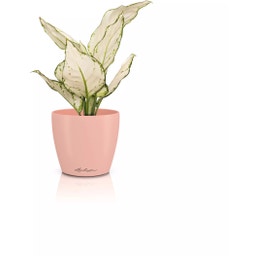 Lechuza CLASSICO Color 12 DECO Planter - magnolia