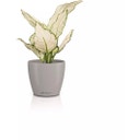 Lechuza Pflanzgefäß CLASSICO Color 12 DECO - sandbraun