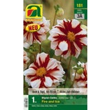 AUSTROSAAT Mignon Dahlia "Fire and Ice" Size 1