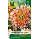 Ornamental Dahlia "Peaches and Cream" Size 1