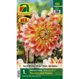 Ornamental Dahlia 