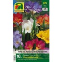 AUSTROSAAT Freesia 