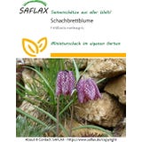 Saflax Schachbrettblume