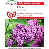 Saflax Lilas