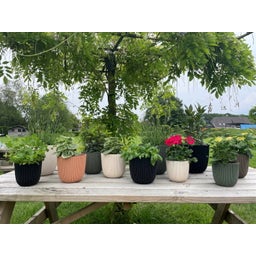 Indoor Planter Ball 