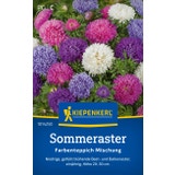 Kiepenkerl Aster de Chine Mélange Coloré