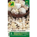 AUSTROSAAT Ail à Planter, Calibre 40/60 - 3 pièces