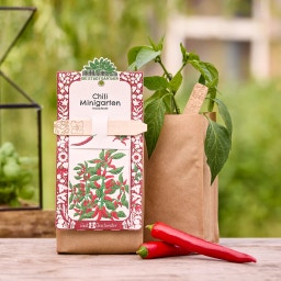 Die Stadtgärtner Minigarten - Chili - BIO