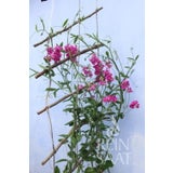 ReinSaat Perennial Pea