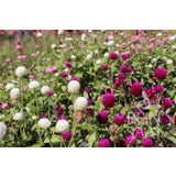 ReinSaat Globe Amaranth Mix