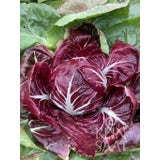 ReinSaat Radicchio - Rosso di Verona/Romeo