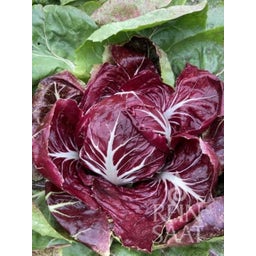 ReinSaat Radicchio - Rosso di Verona/Romeo - 1 conf.