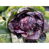 ReinSaat Radicchio "Rossa di Chioggia/Etna"