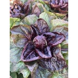 ReinSaat Chicory Salad "Grumolo rosso"