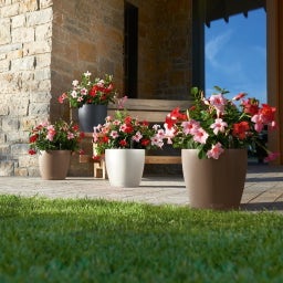 Lechuza Planter CLASSICO Color 21