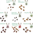 Own Grown Bonsai Seeds - 8 Seed Set