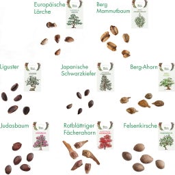 Own Grown Bonsai Seeds - 8 Seed Set