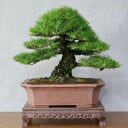 Own Grown Bonsai Seeds - 8 Seed Set