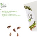 Own Grown Bonsai Seeds - 8 Seed Set