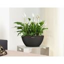 Lechuza CUBETO Stone 40 Planter - Graphite Black