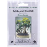 TROPICA Grubosz jajowaty - bonsai pokojowe