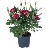bloomling Dwarf Rose 'Gigi' - Set of 3