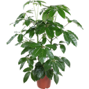 Strahlenaralie 'Amate', Höhe ca. 80-90 cm - 1 Stk.