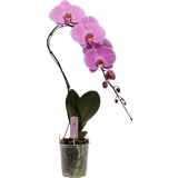 bloomling Schmetterlings-Orchidee 'Swan rosa'