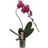 bloomling Schmetterlings-Orchidee 'Swan lila'