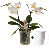 Schmetterlings-Orchidee 'Spirit White' inkl. Keramik-Übertopf