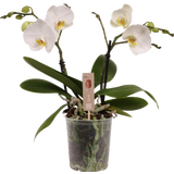 Schmetterlings-Orchidee 'Spirit White' - 2 Rispen